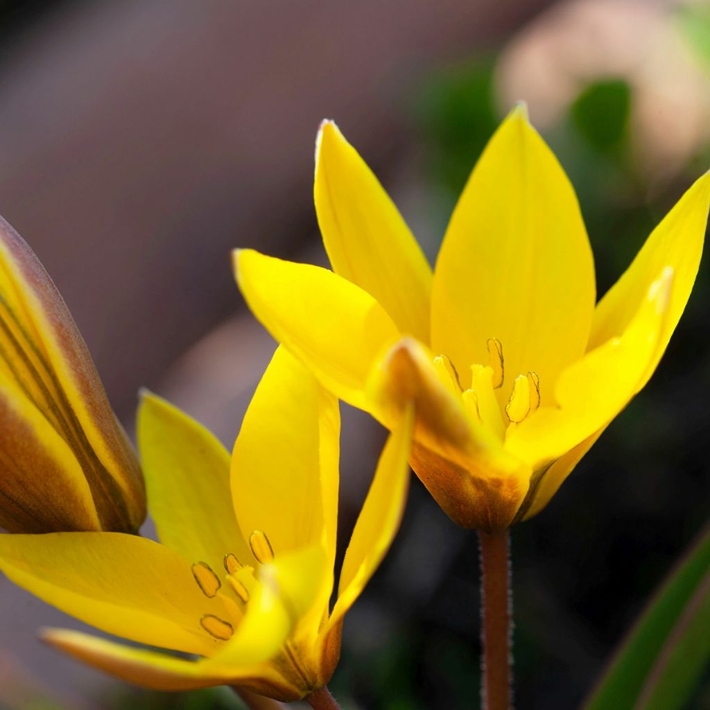 Tulipano urumiensis - Tulipano botanico