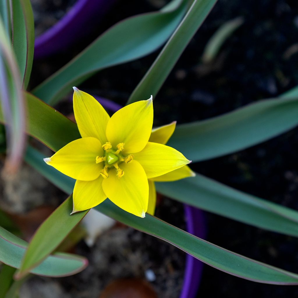 Tulipano urumiensis - Tulipano botanico