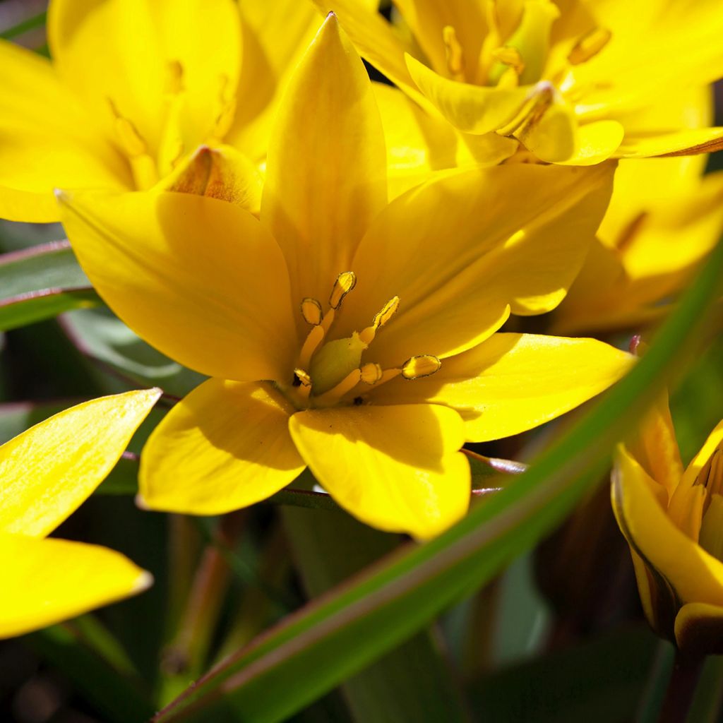 Tulipano urumiensis - Tulipano botanico