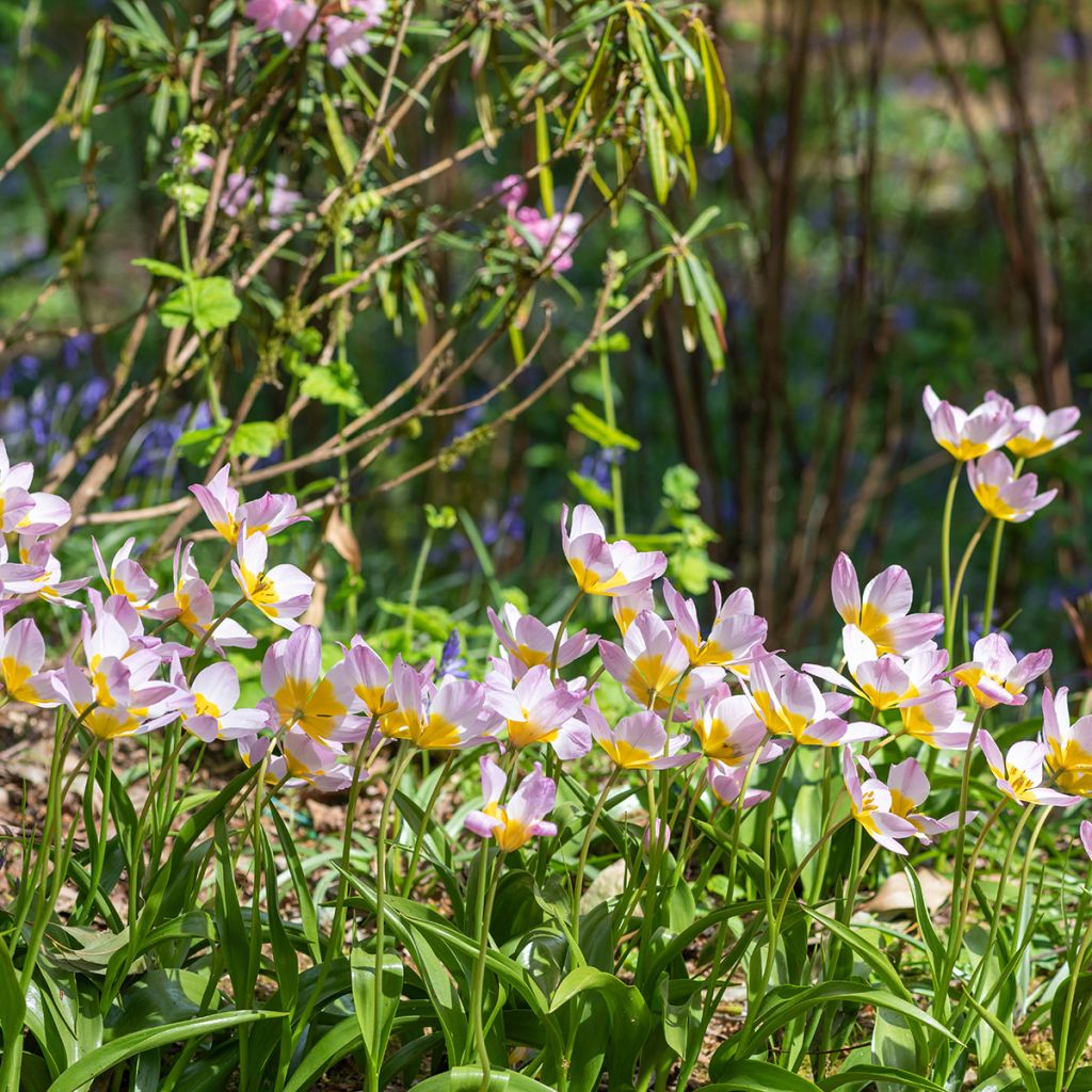 Tulipano saxatilis - Tulipano botanico