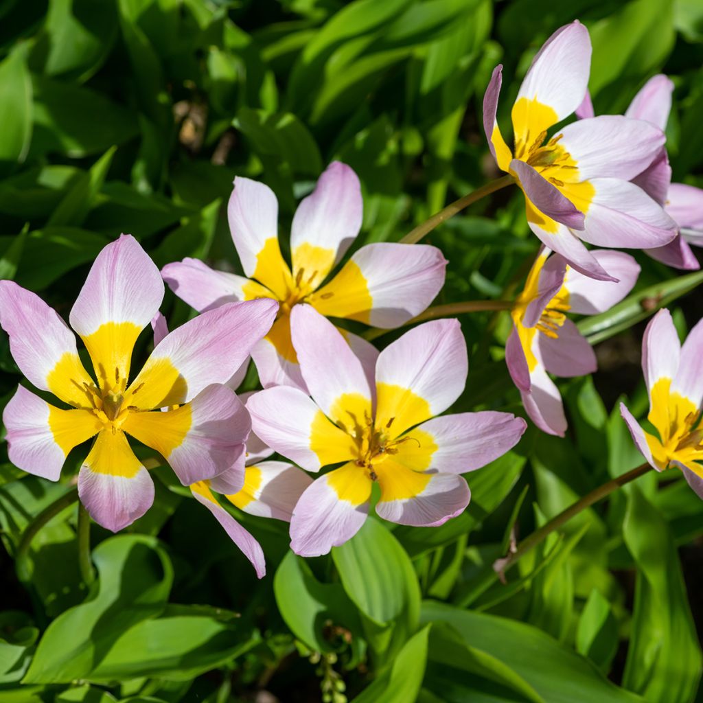 Tulipano saxatilis - Tulipano botanico