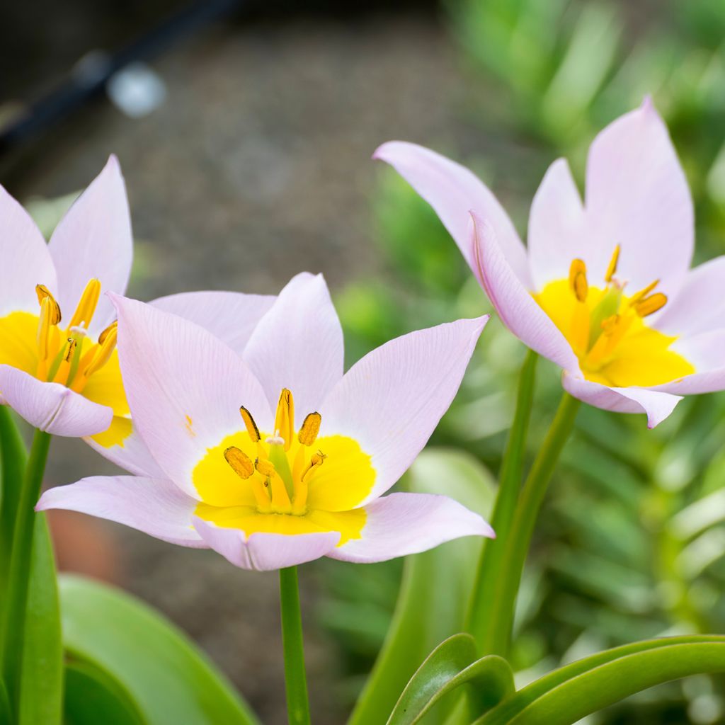 Tulipano saxatilis - Tulipano botanico