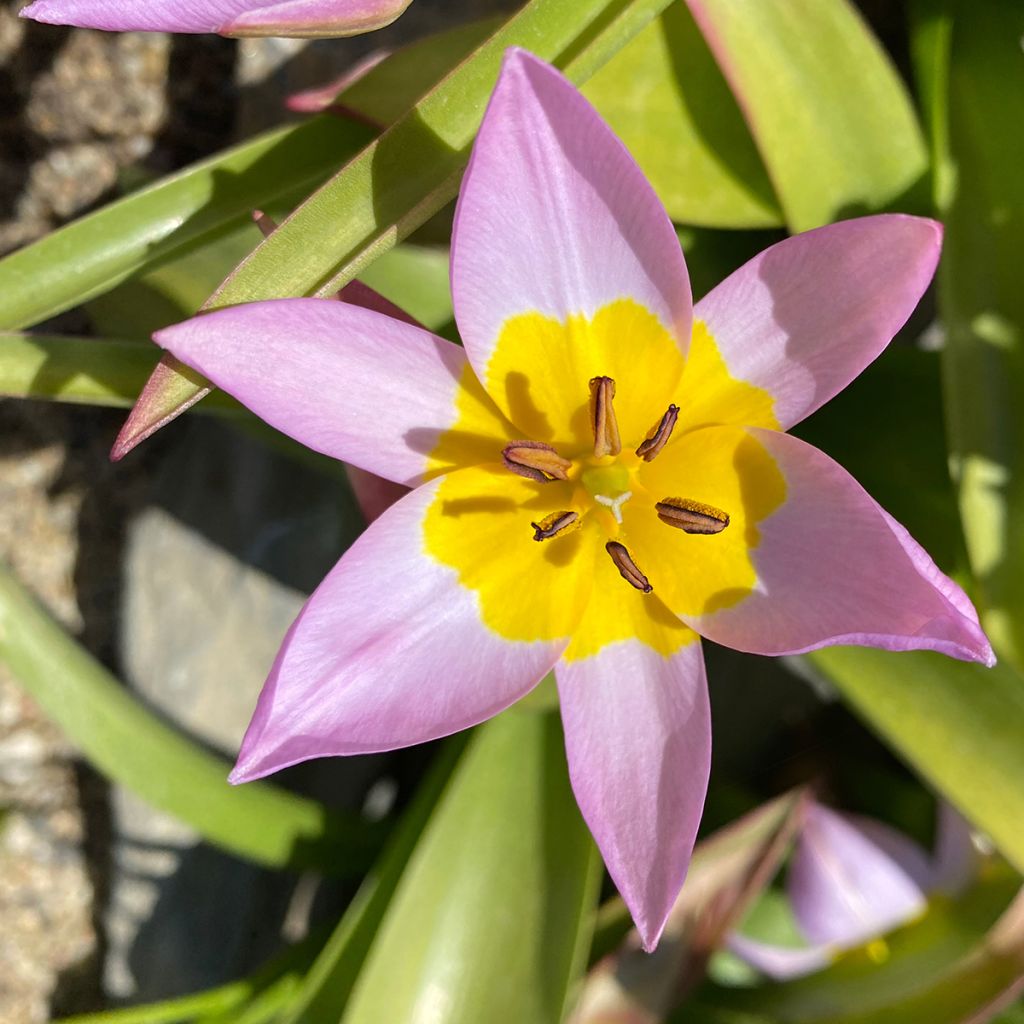 Tulipano saxatilis - Tulipano botanico