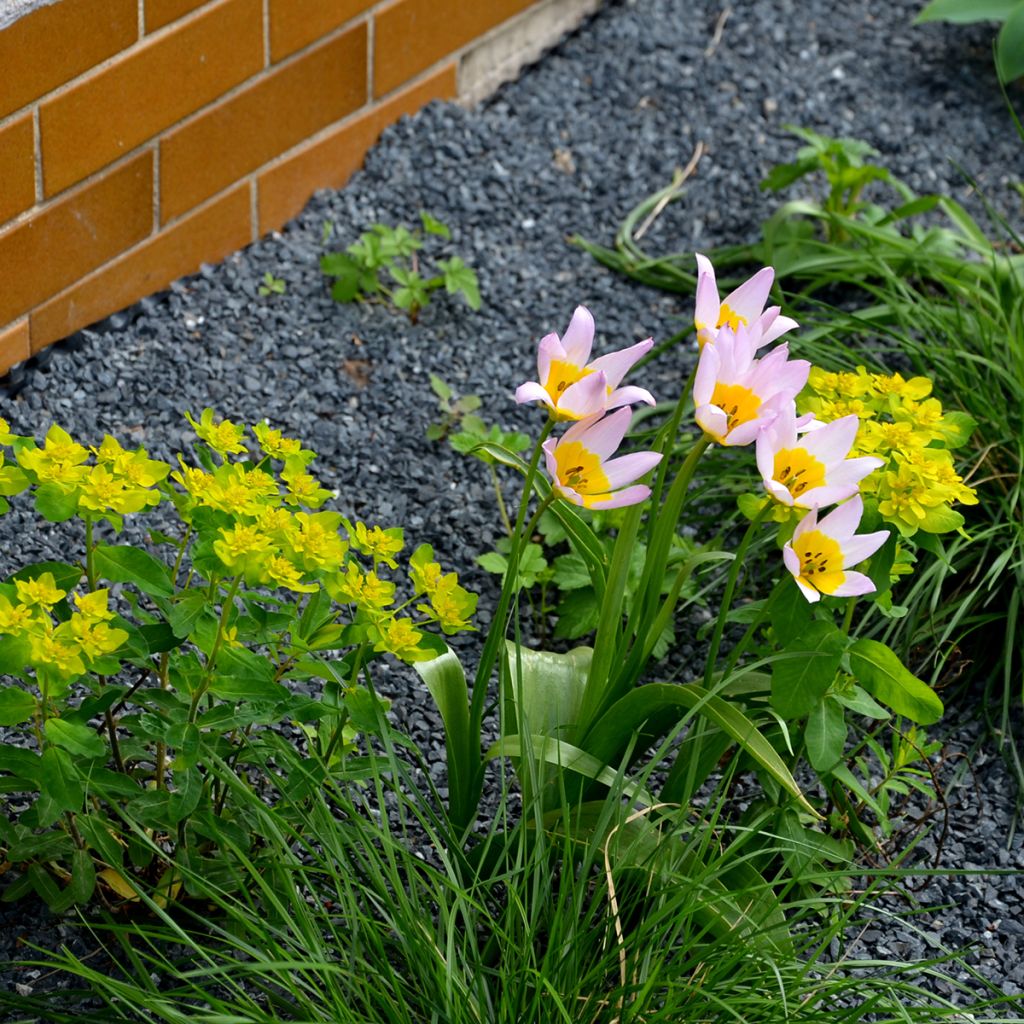 Tulipano saxatilis - Tulipano botanico