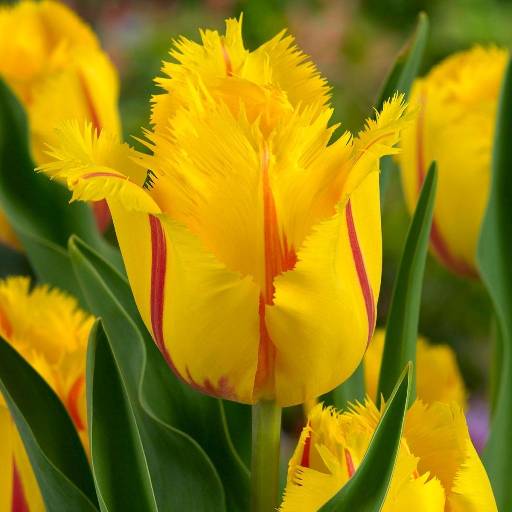 Tulipe dentelée Flamenco