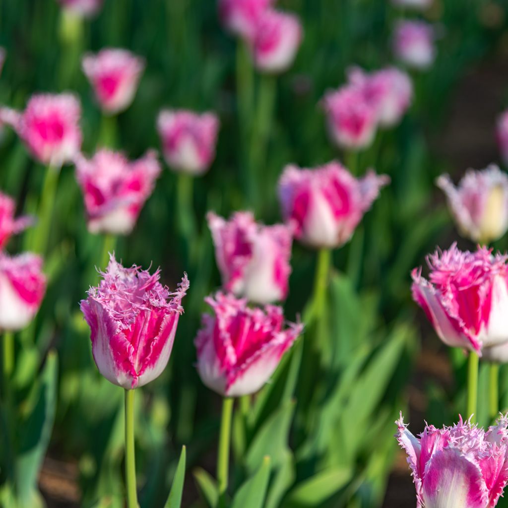 Tulipano sfrangiato Huis Ten Bosch