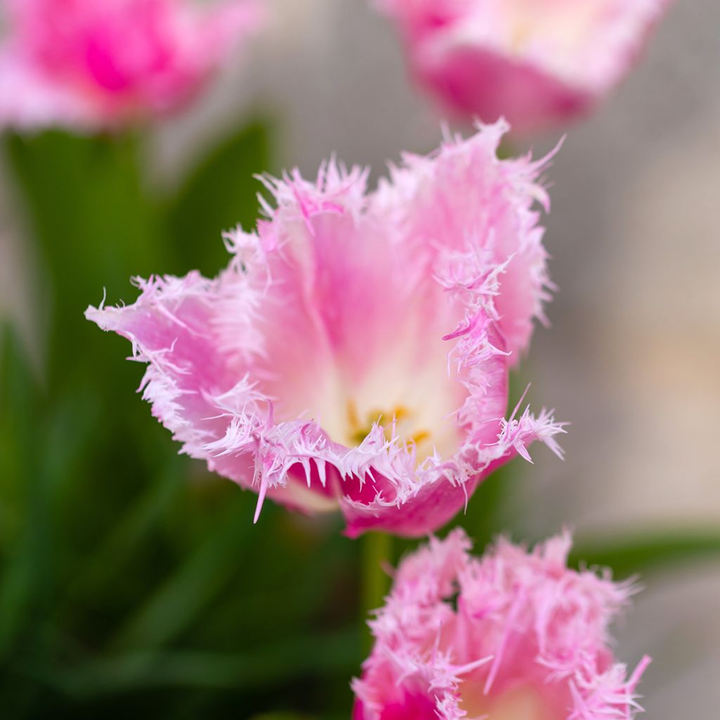 Tulipano sfrangiato Huis Ten Bosch