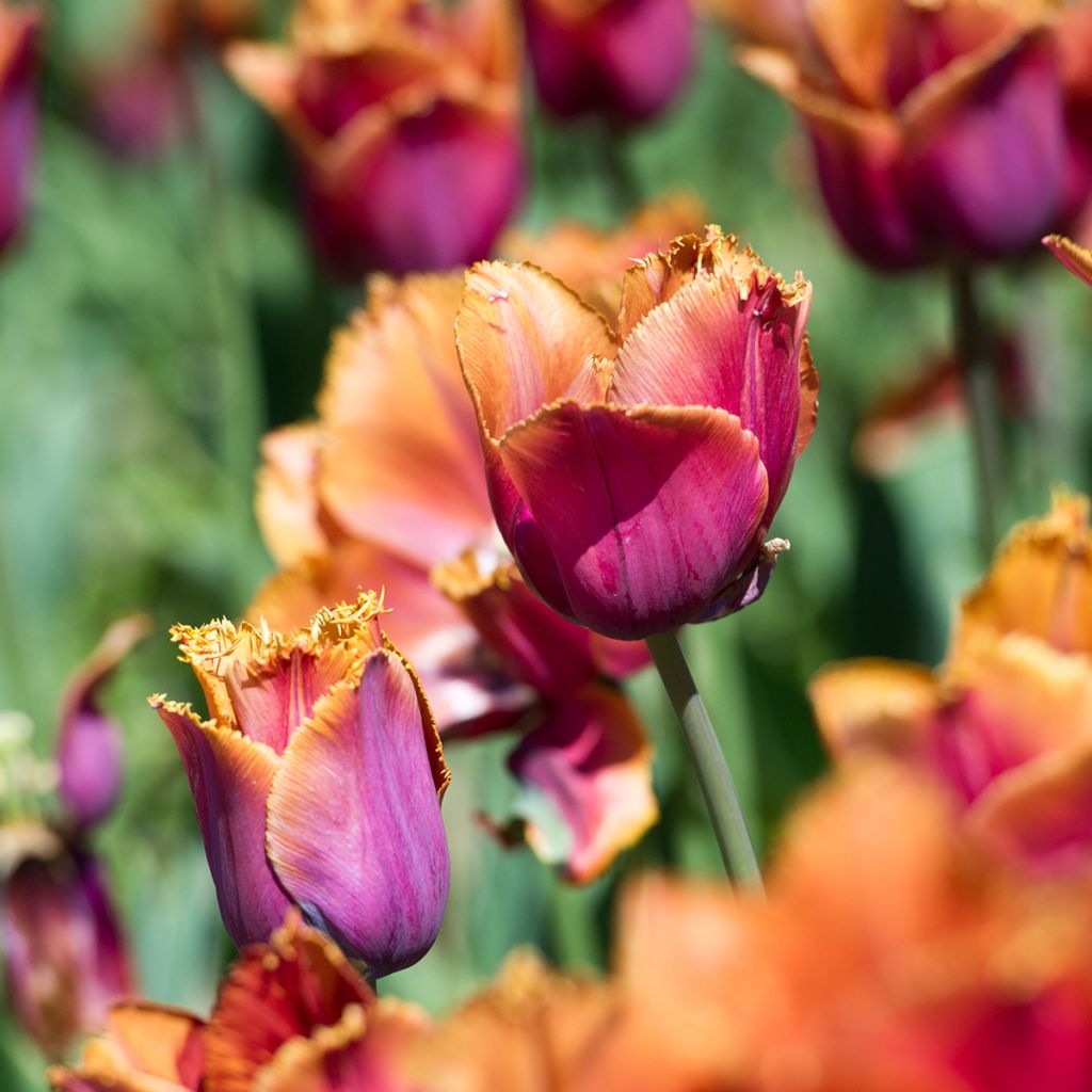 Tulipano sfrangiato Louvre Orange