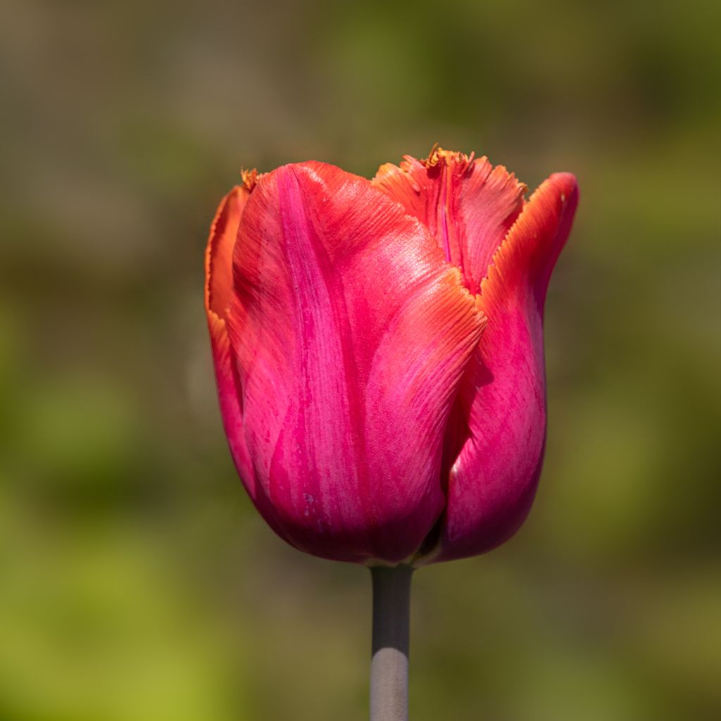 Tulipano sfrangiato Louvre Orange