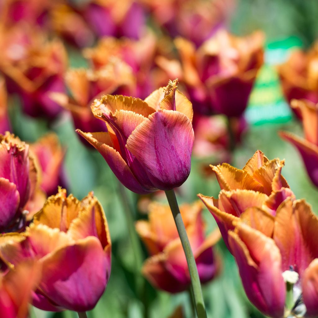 Tulipano sfrangiato Louvre Orange