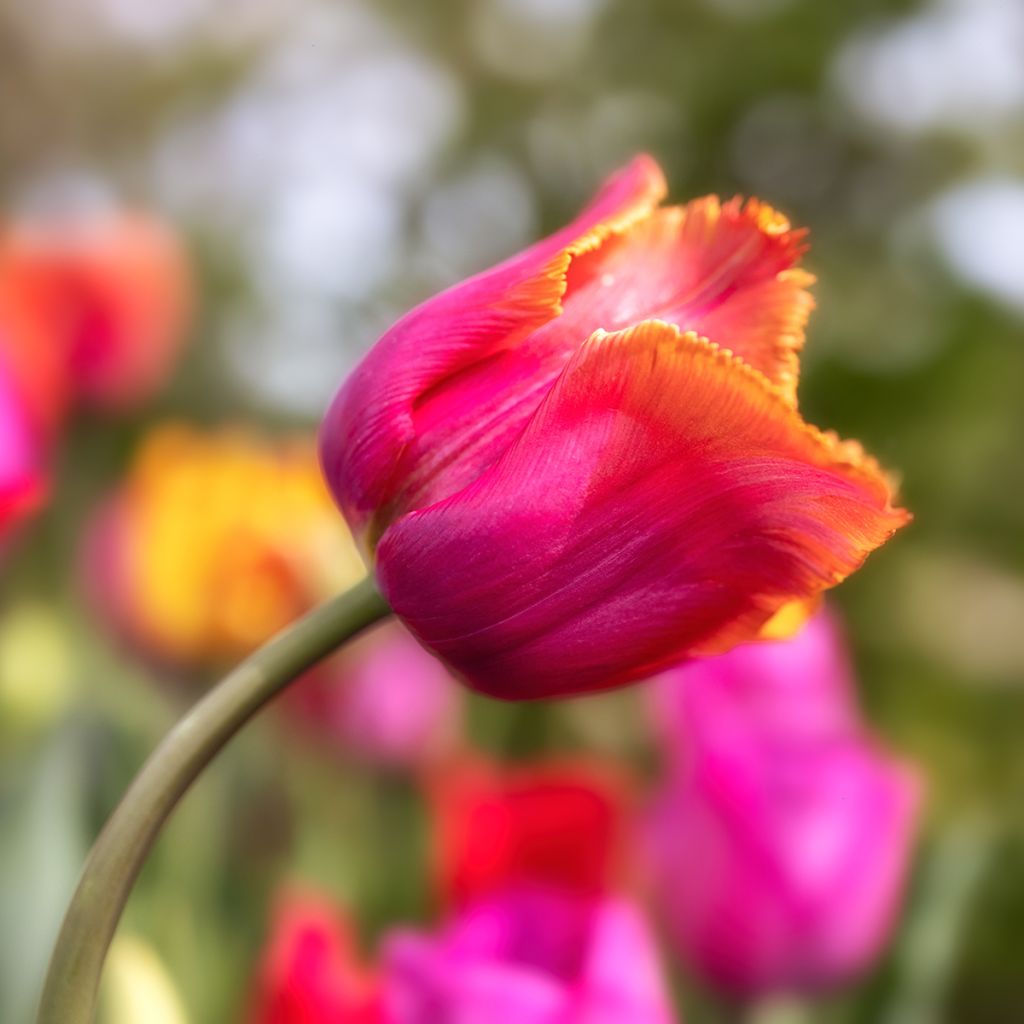 Tulipano sfrangiato Louvre Orange