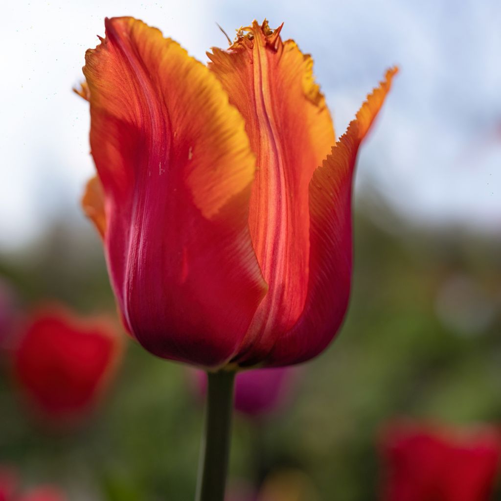 Tulipano sfrangiato Louvre Orange