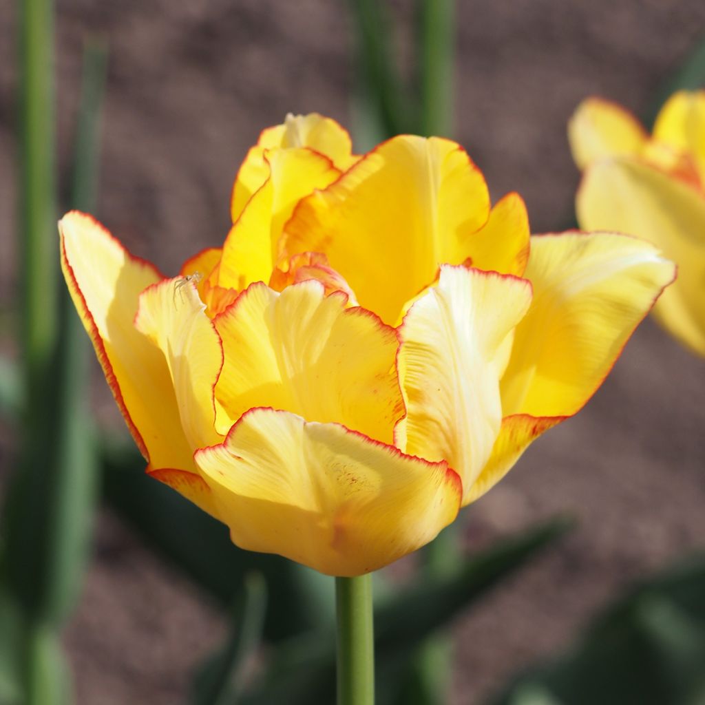 Tulipano Aquilla