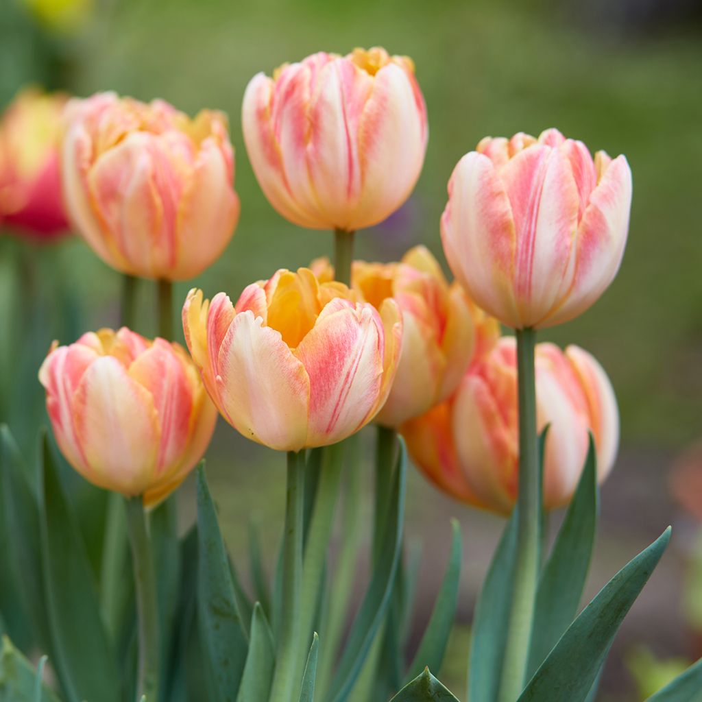 Tulipano Foxy Foxtrot