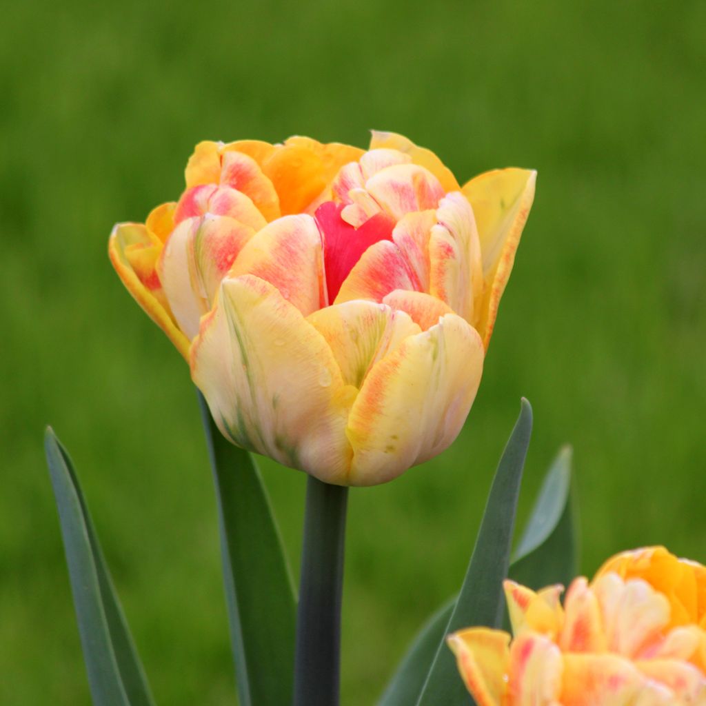 Tulipano Foxy Foxtrot