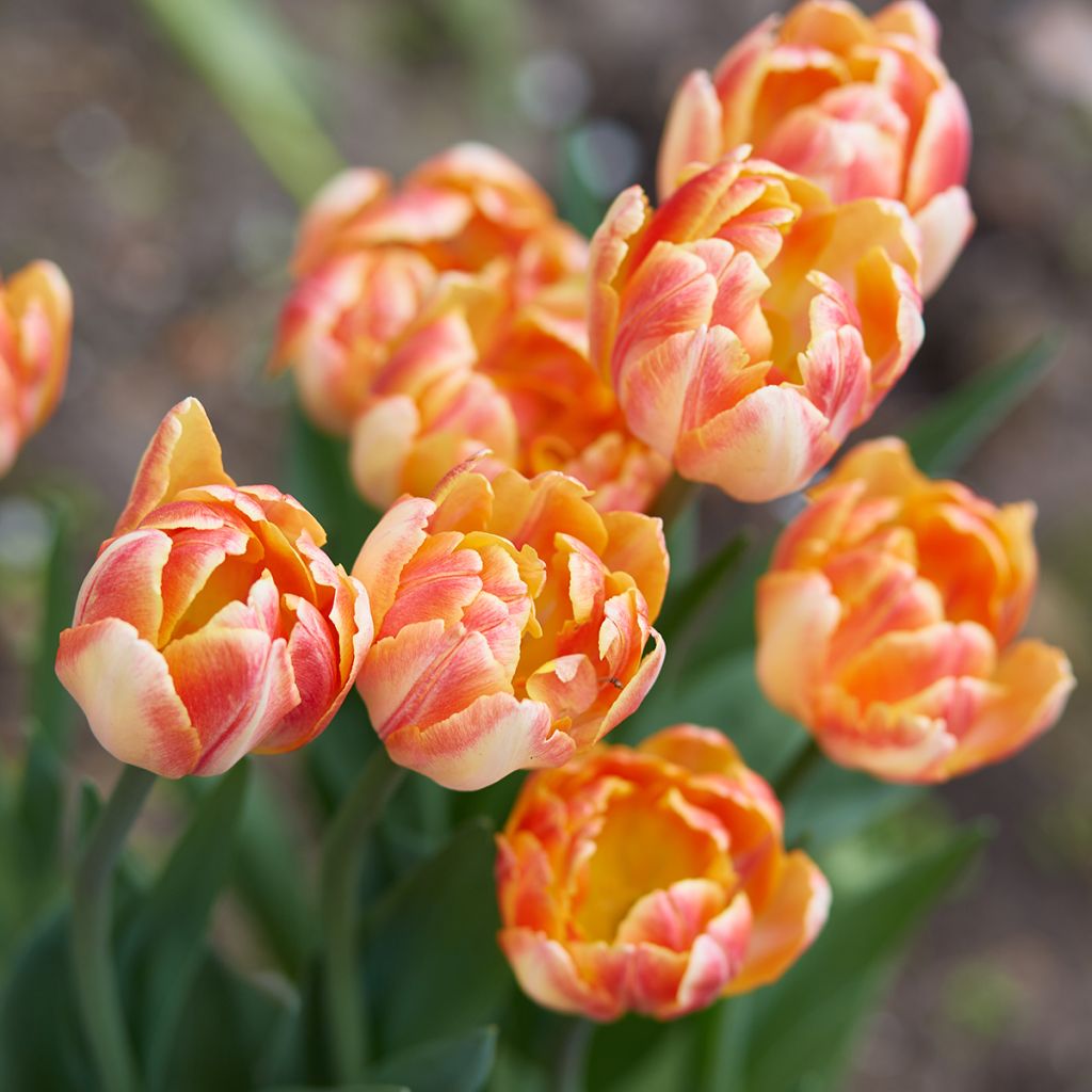 Tulipano Foxy Foxtrot