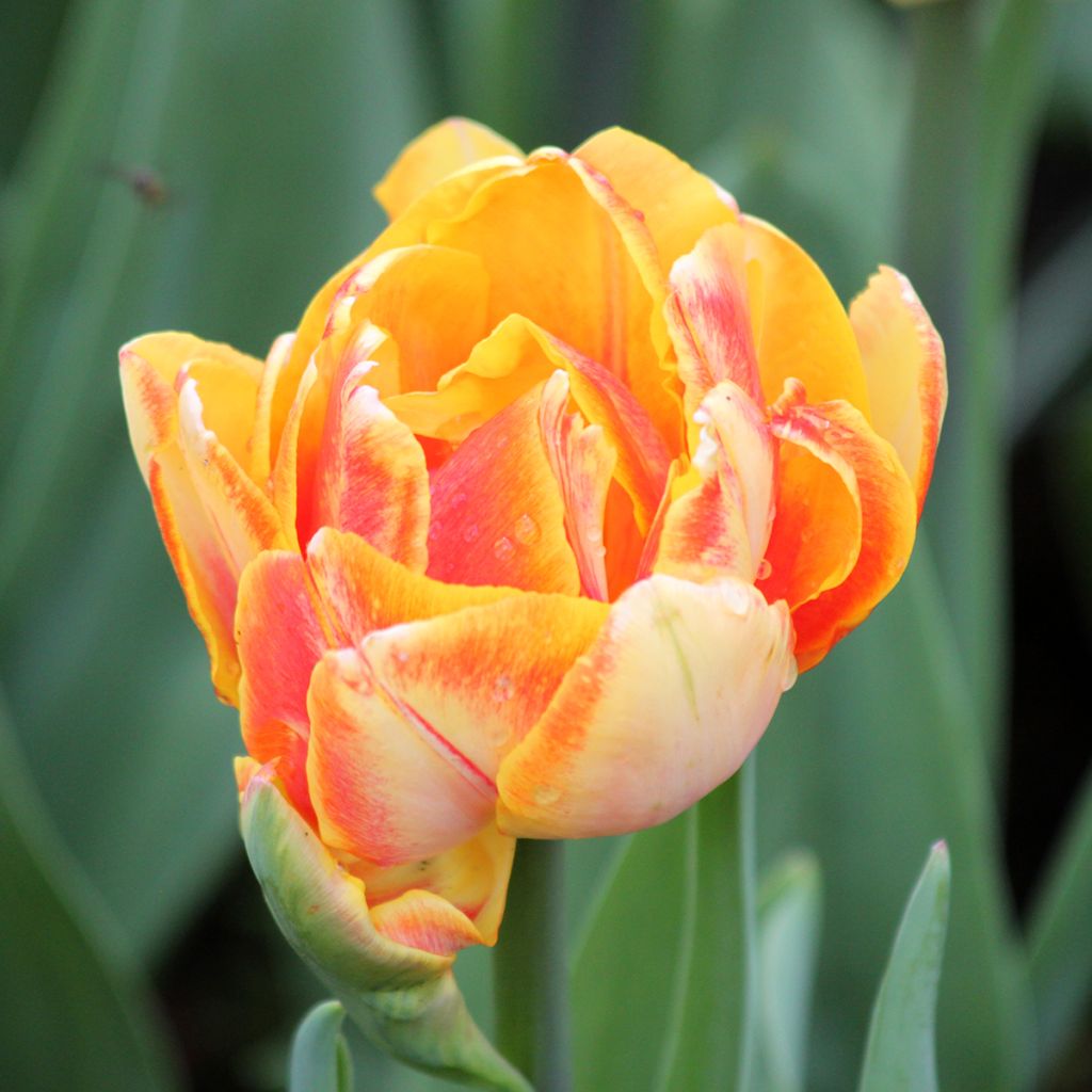 Tulipano Foxy Foxtrot