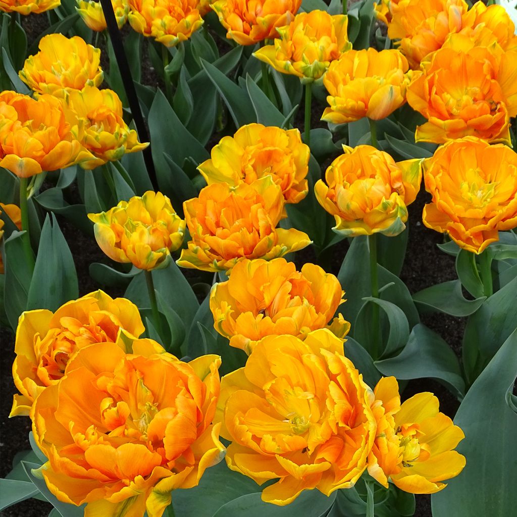 Tulipano Orange Princess