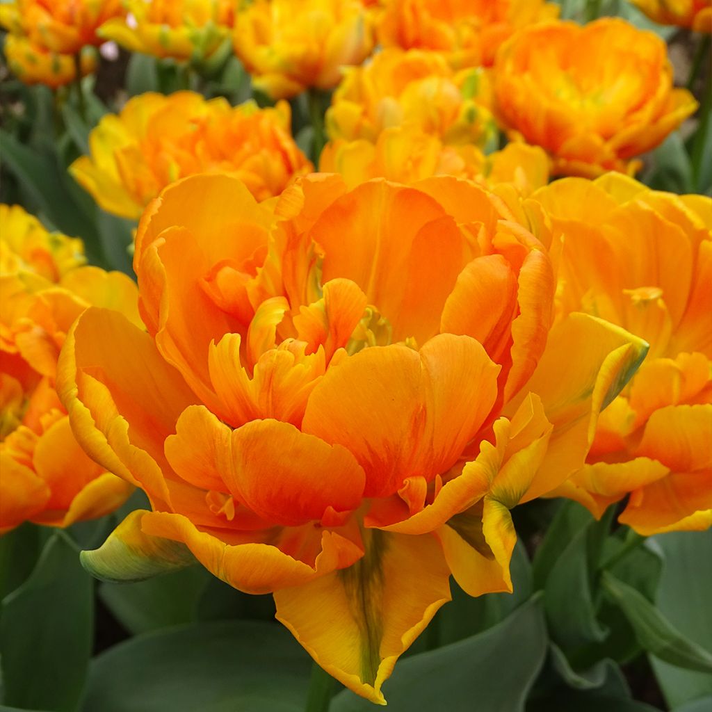 Tulipano Orange Princess