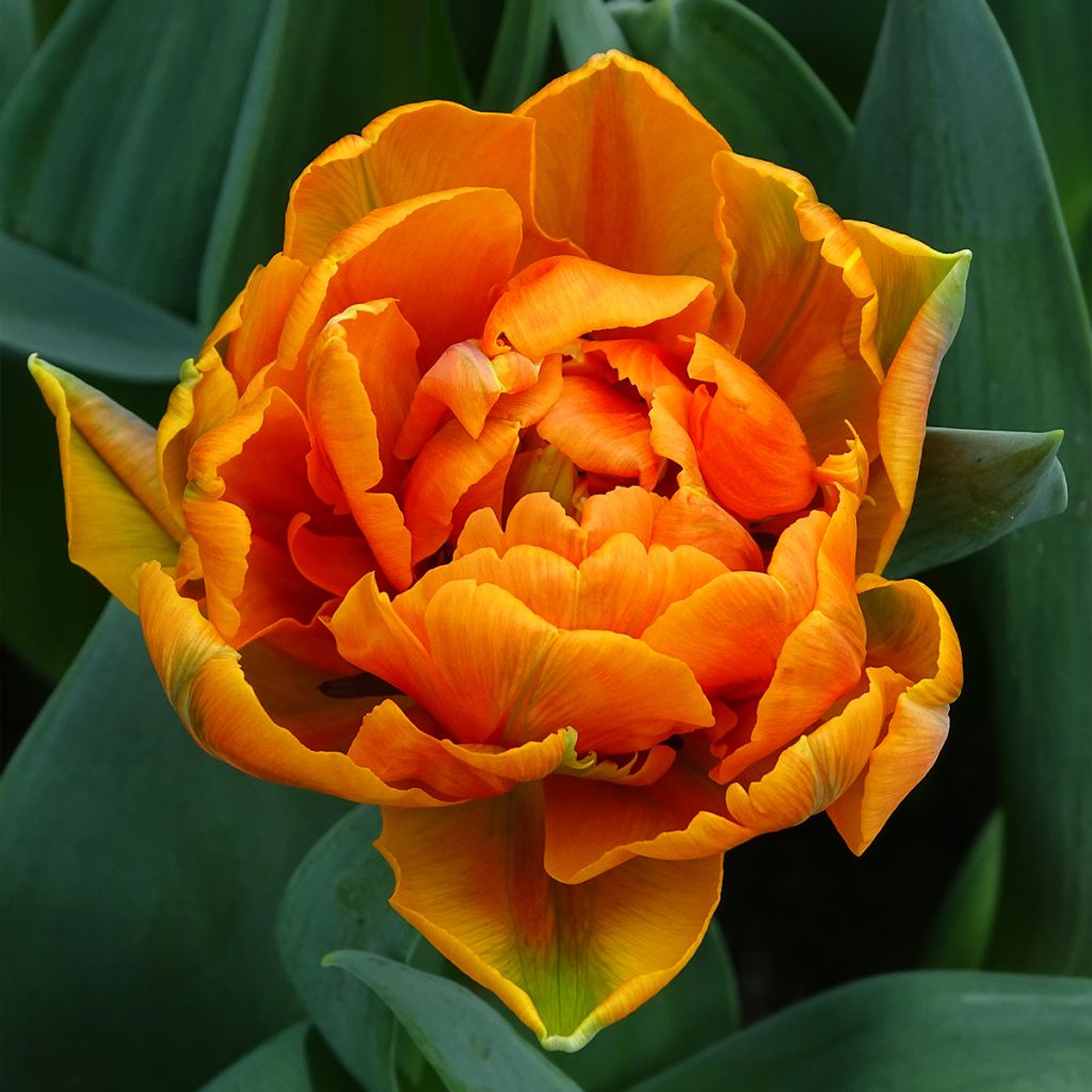 Tulipano Orange Princess