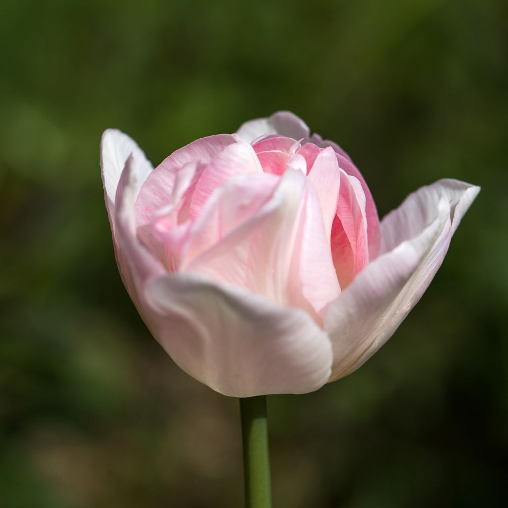 Tulipano Angelique