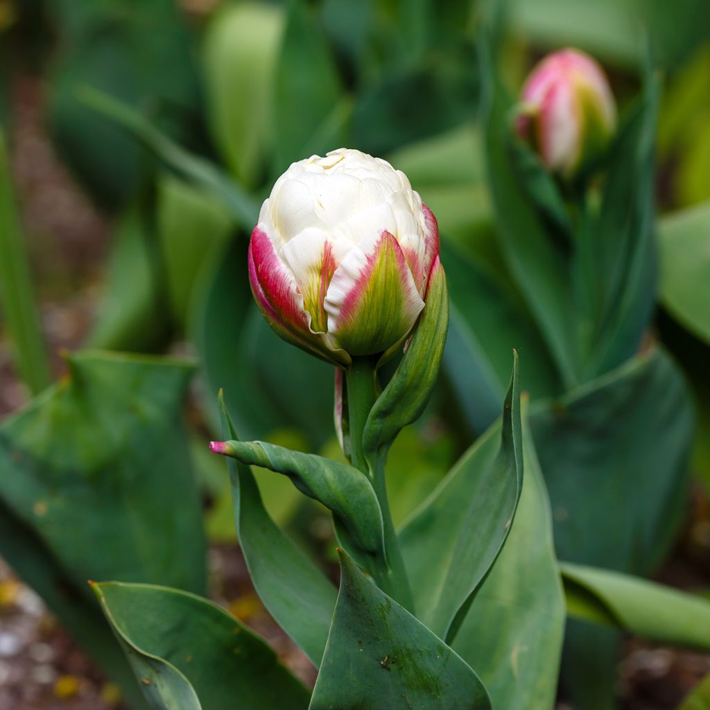 Tulipano Ice Cream