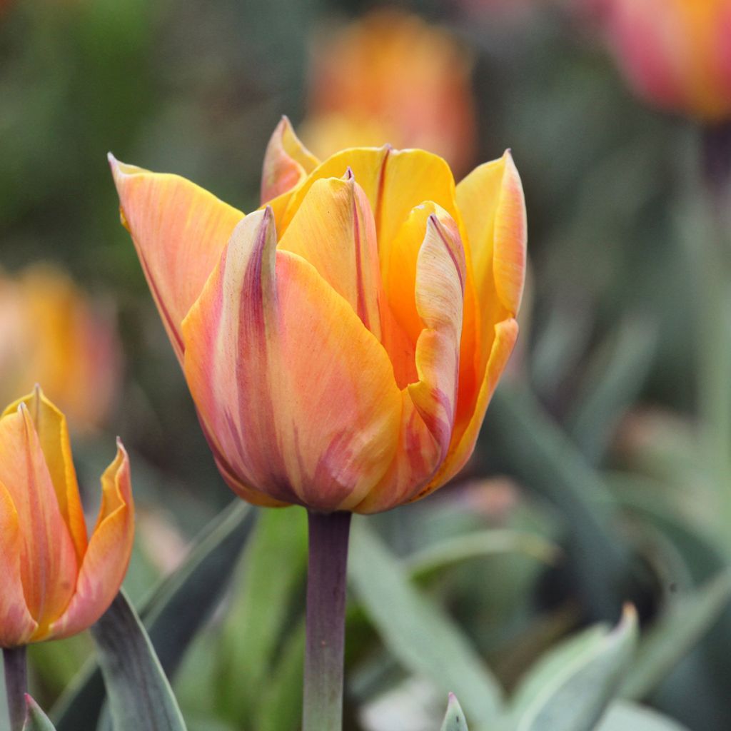 Tulipano Orange Princess