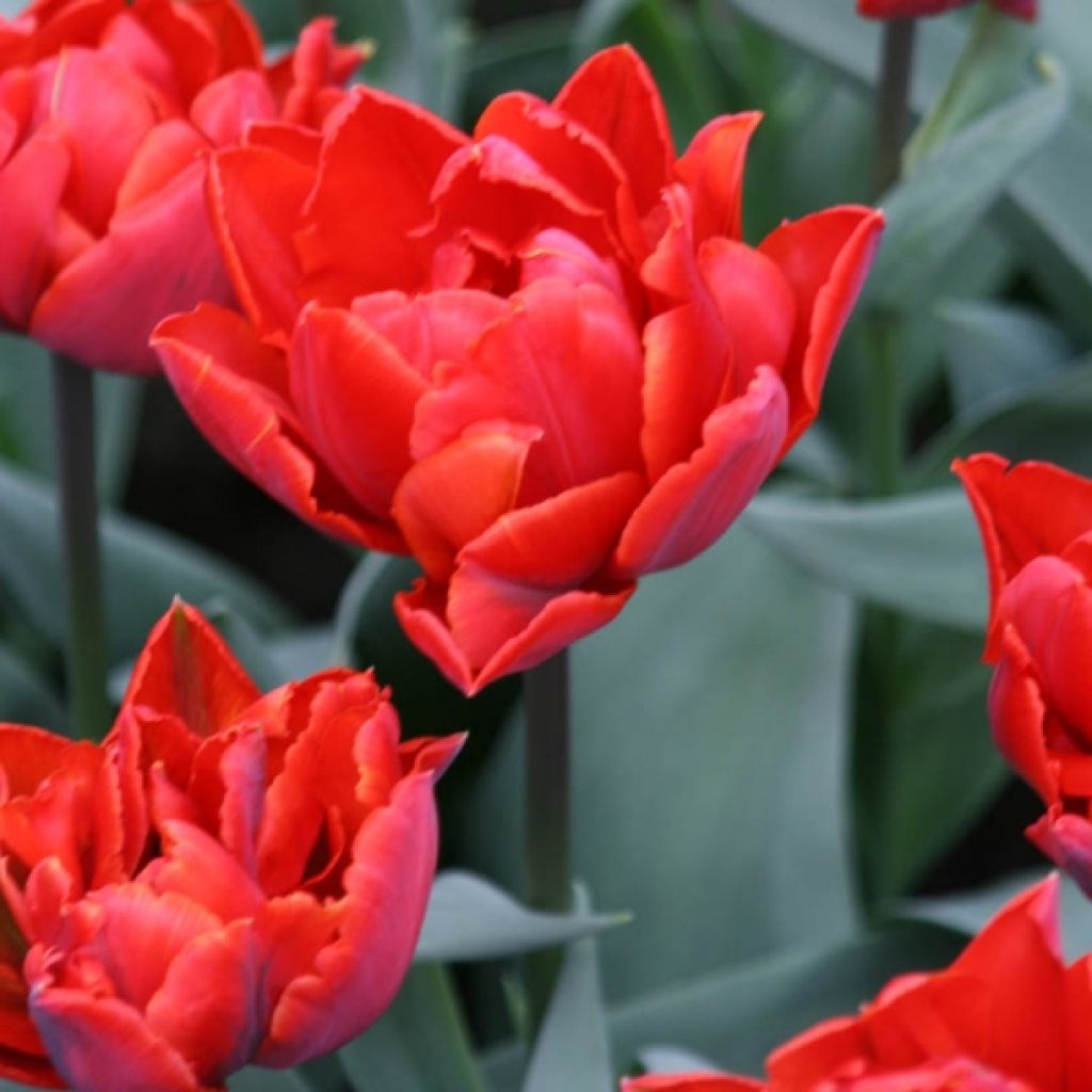 Tulipe Double Red Princess