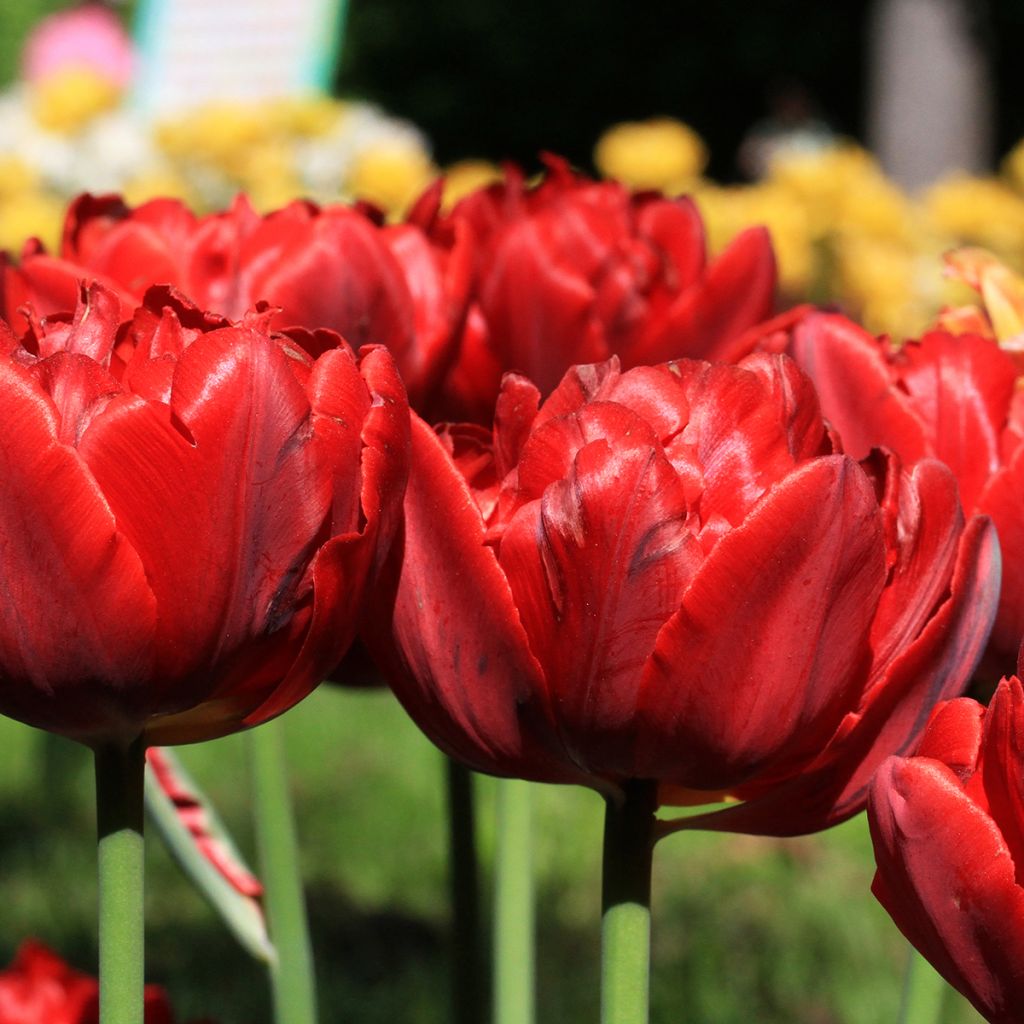 Tulipano Red Princess