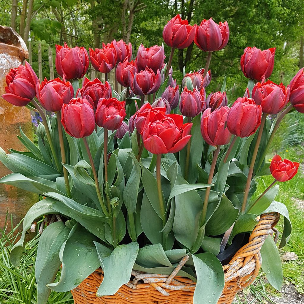 Tulipano Red Princess