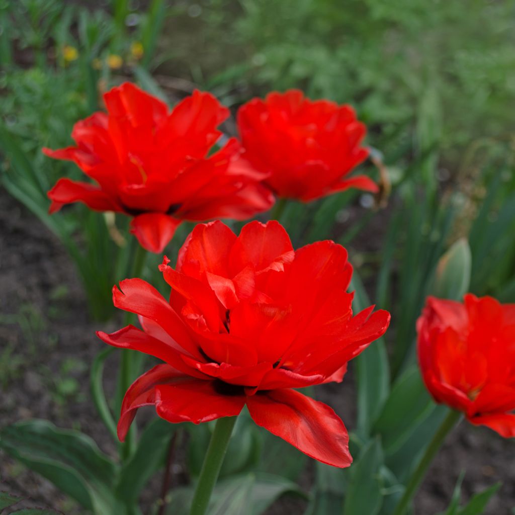 Tulipano Red Princess