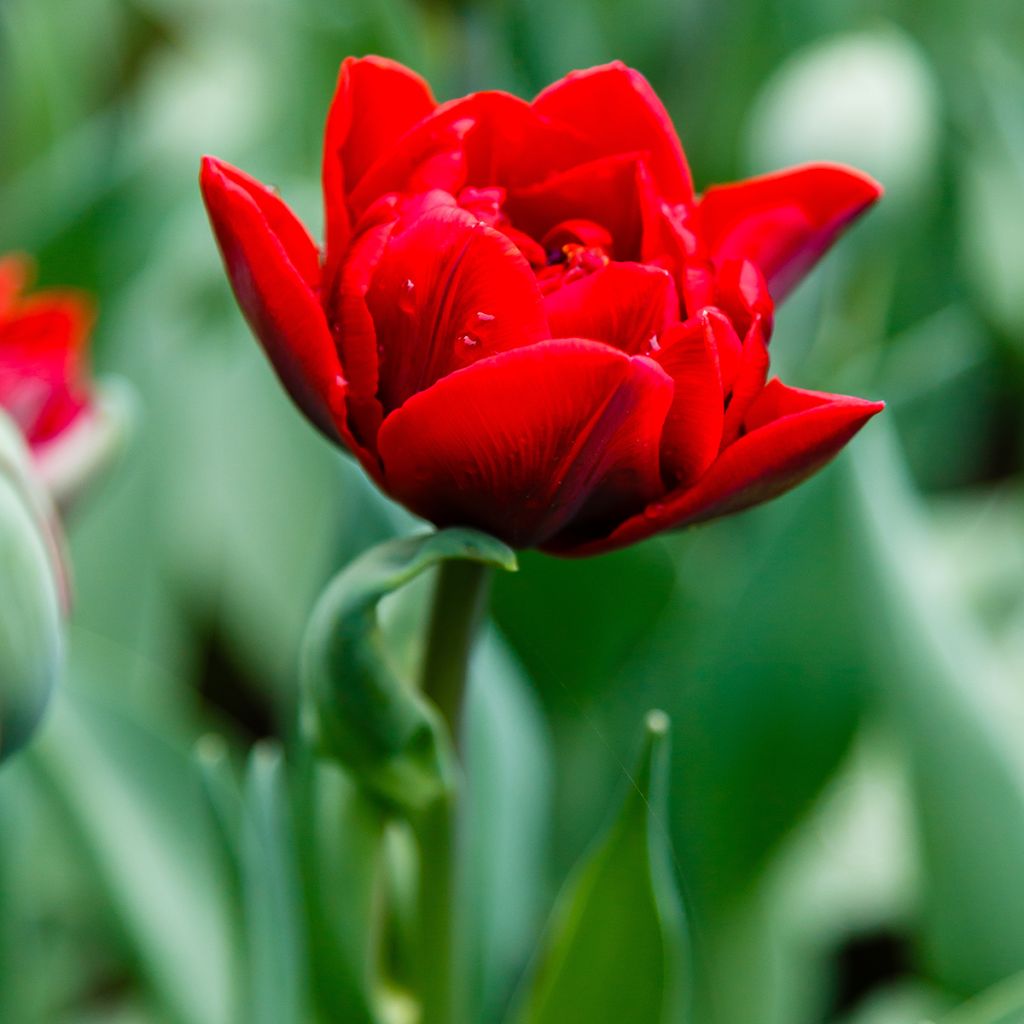 Tulipano Red Princess