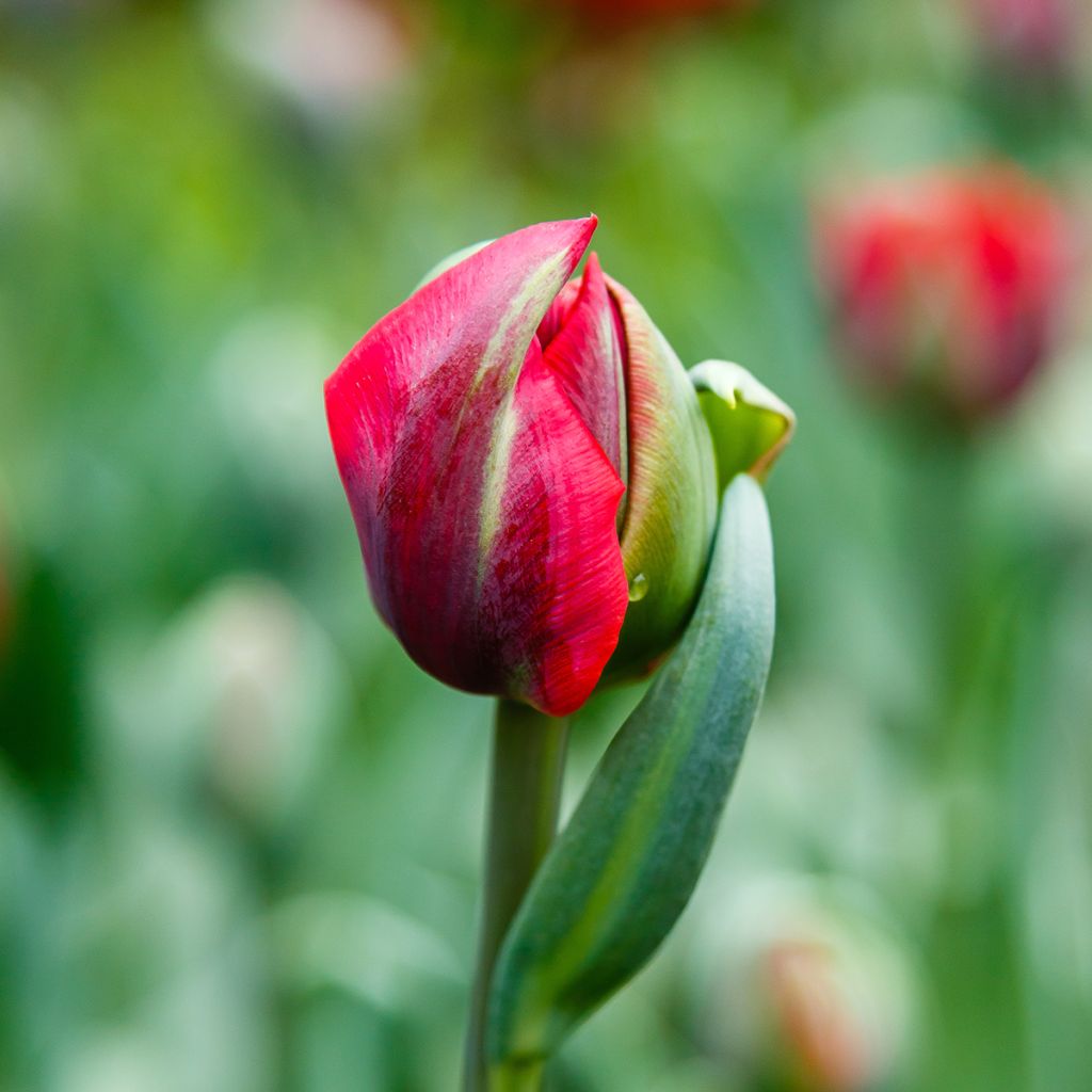 Tulipano Red Princess