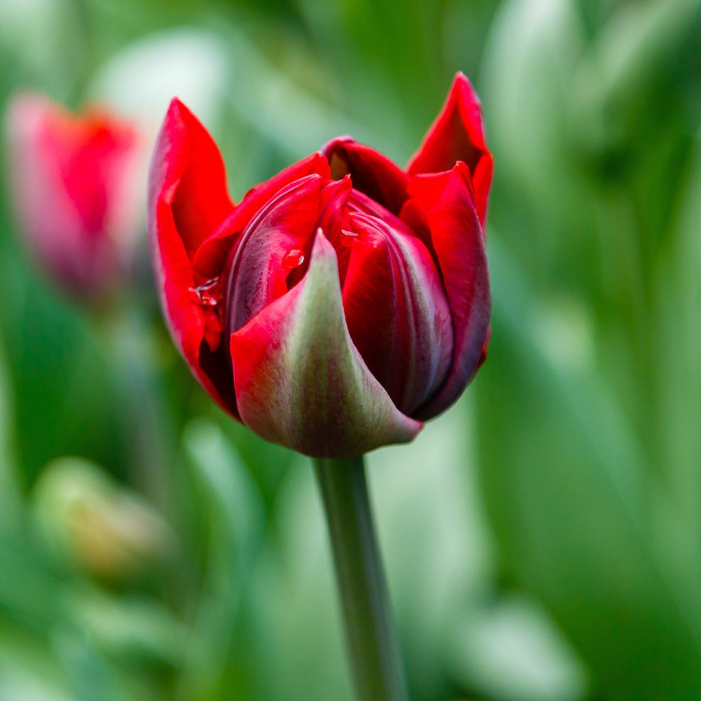 Tulipano Red Princess