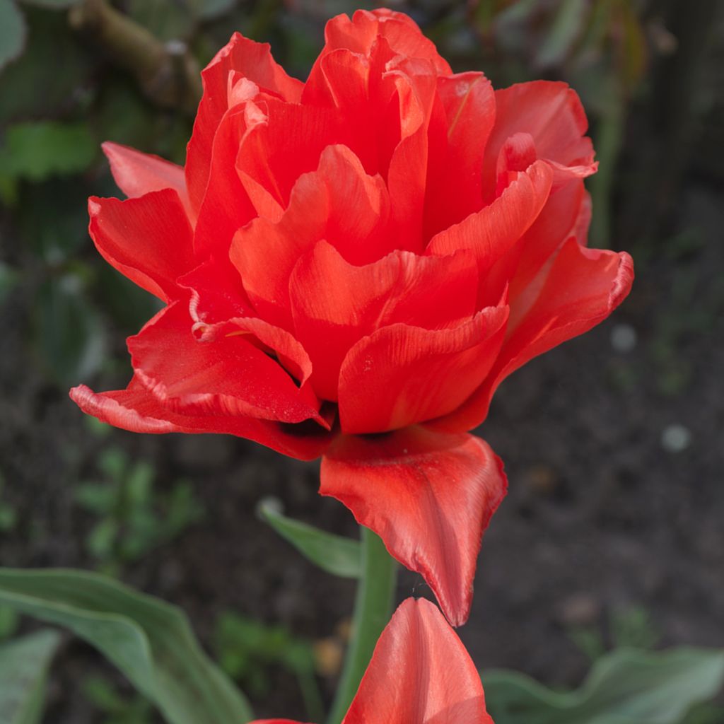 Tulipano Red Princess