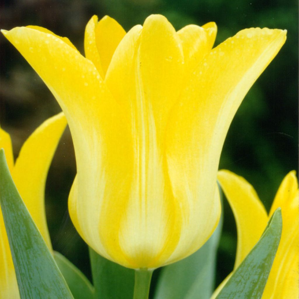 Tulipano Giglio Ballade Gold