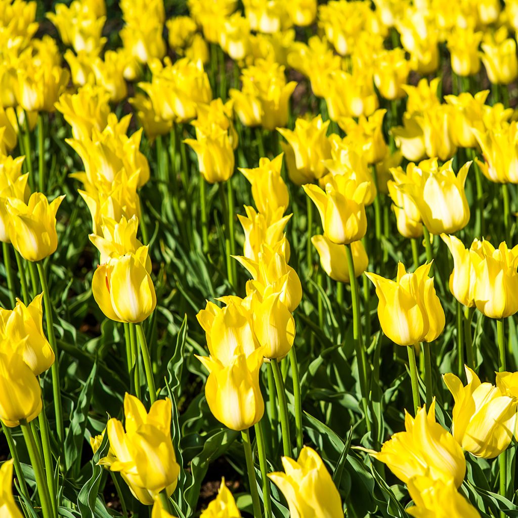 Tulipano Giglio Ballade Gold