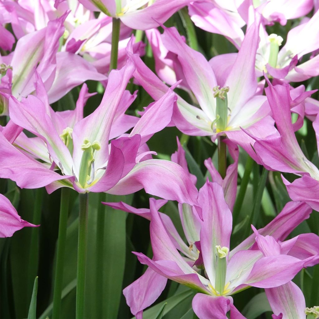 Tulipe fleur de lis Purple Dance