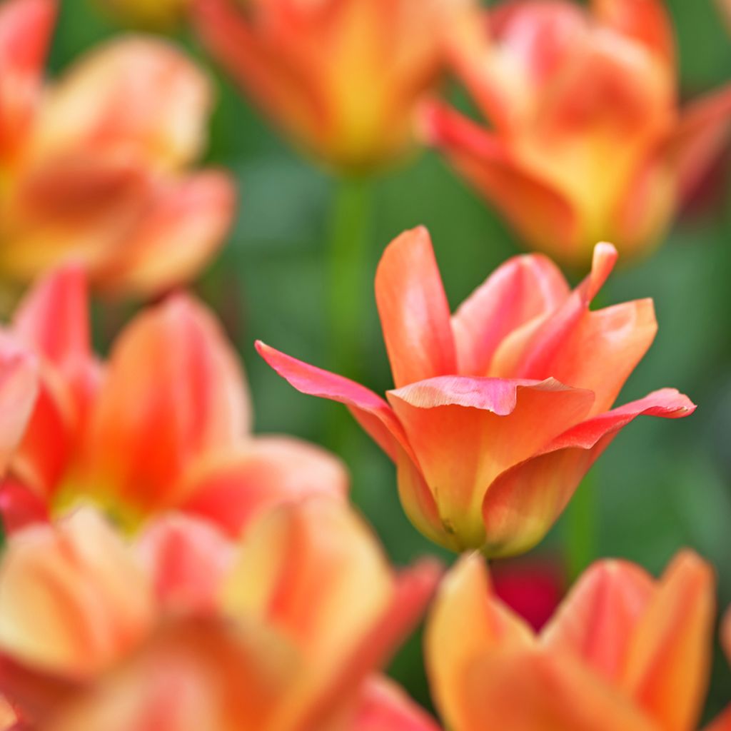 Tulipano fosteriana Apricot Emperor