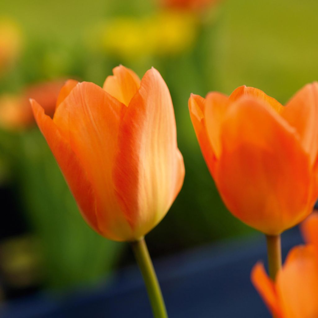 Tulipano fosteriana Orange Emperor