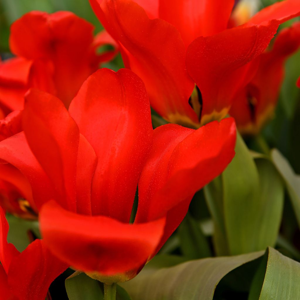 Tulipano fosteriana Red Emperor