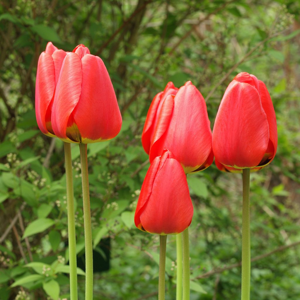 Tulipano fosteriana Red Emperor