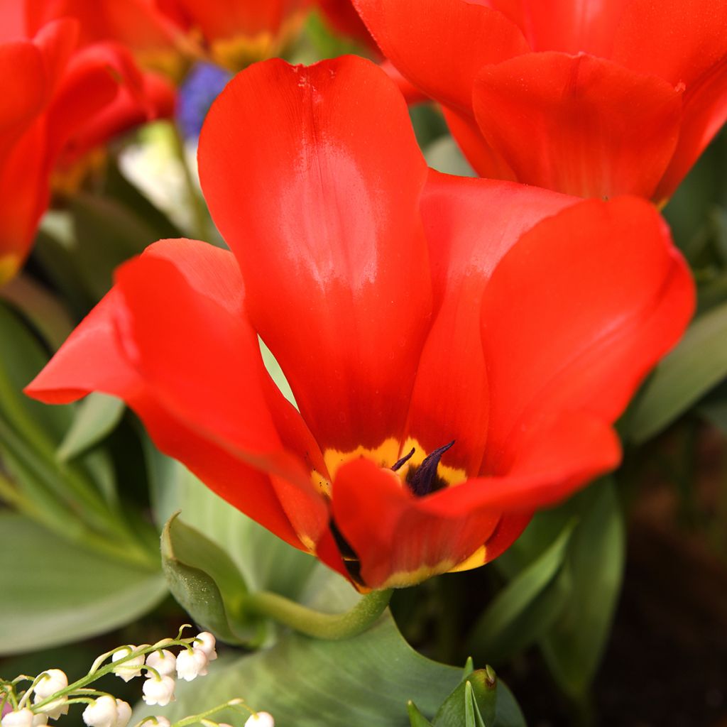 Tulipano fosteriana Red Emperor