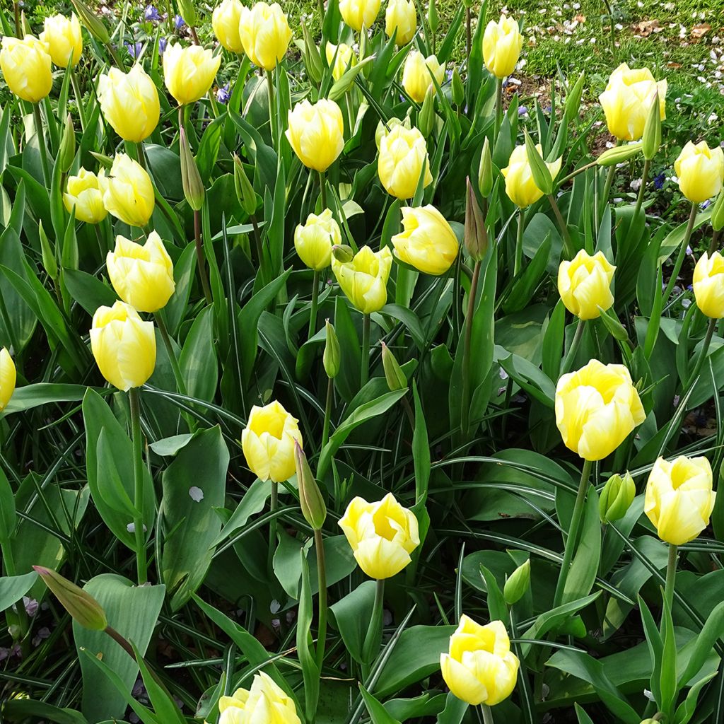 Tulipe fosteriana Sweetheart