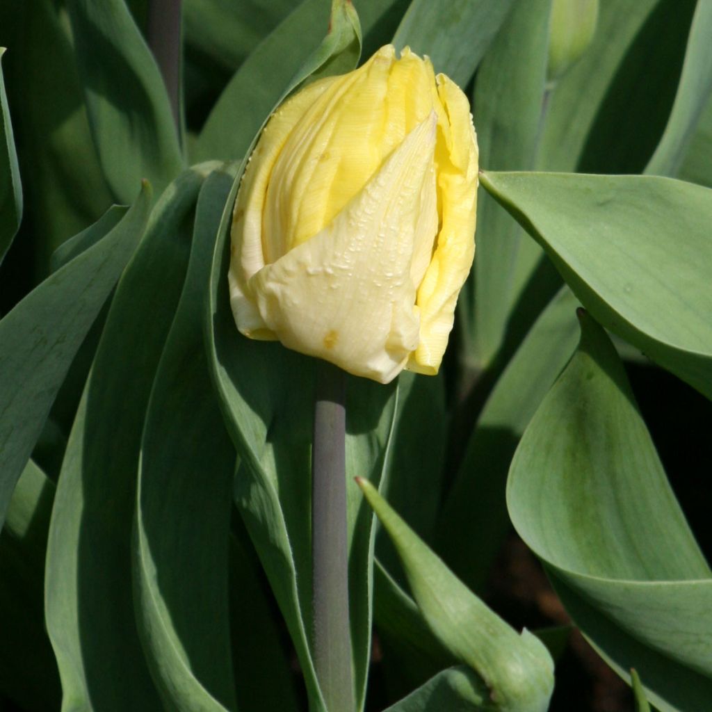 Tulipe simple hative Sunny Prince