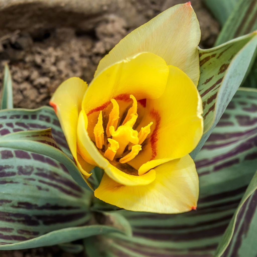 Tulipe naine greigii Mélodie d'amour