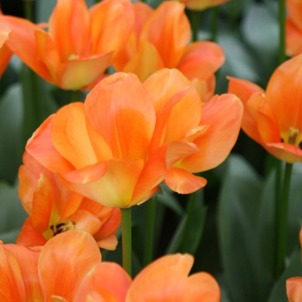 Tulipano fosteriana Orange Emperor