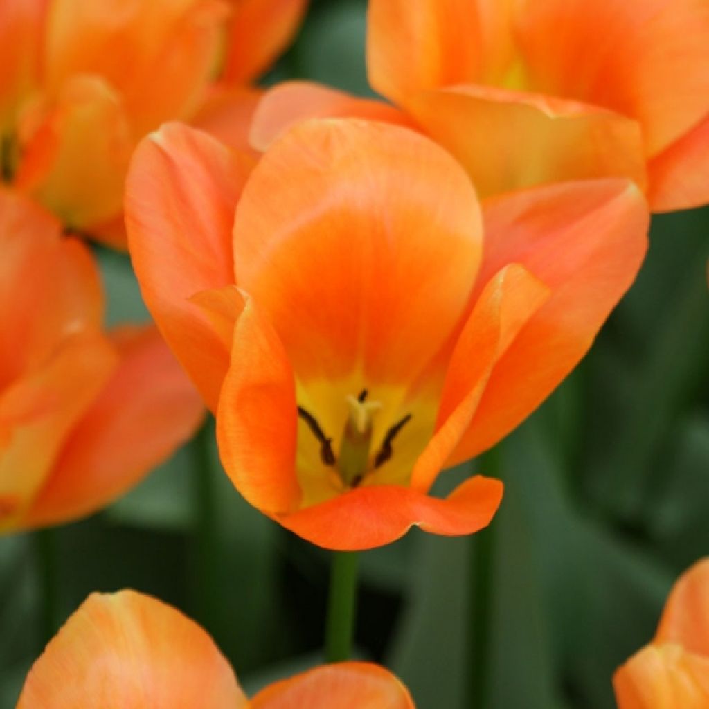 Tulipano fosteriana Orange Emperor