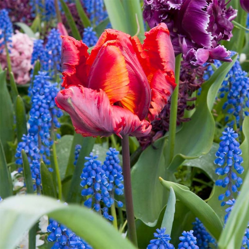 Tulipe perroquet Rasta Parrot