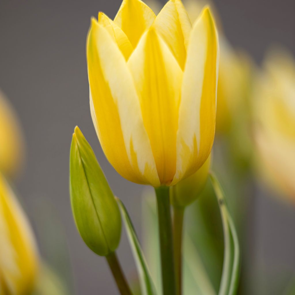 Tulipano Multiflora Antoinette